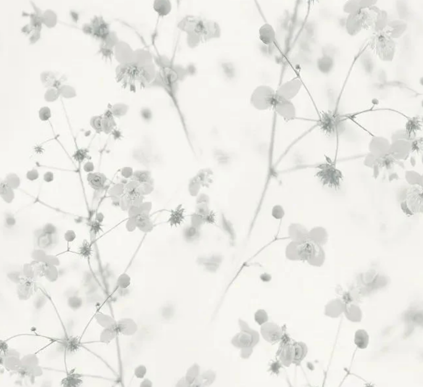 AS Creation | Pint Walls Collection| by Sancar Luxury Designer Wallpapers